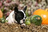 BOULEDOGUE FRANCAIS 1262